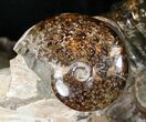 Huge Douvilleiceras Ammonite With Cleoniceras #16922-1